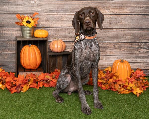 /Images/uploads/Southeast German Shorthaired Pointer Rescue/segspcalendarcontest/entries/31074thumb.jpg